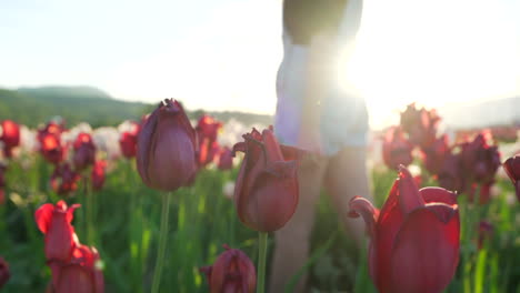 Woman-walking-through-field-of-tulips-at-sunrise-in-nice-light-in-Abbotsford,-British-Columbia,-Canada