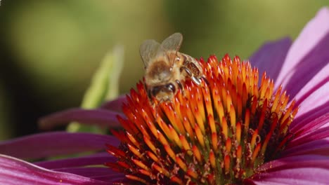 Honigbiene-Geht-Auf-Einer-Gewöhnlichen-Nieskrautblume-Auf-Einem-Feld