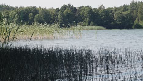 cane-and-reed-in-seen-at-Wdzydze-Lake-coast-in-Kaszubski-park-krajobrazowy-in-Pomeranian-Voivodeship