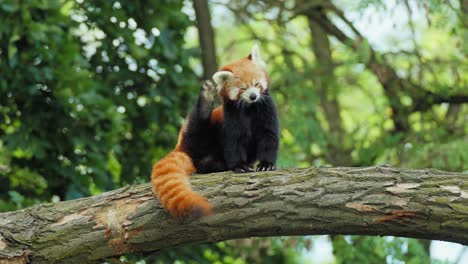Roter-Panda-Sitzt-Auf-Baumstamm-Und-Kratzt-Kopf-Hinter-Ohr-Mit-Pfote-In-Zeitlupe