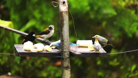 Gruppe-Bunter-Tropenvögel-In-Den-Kolumbianischen-Anden,-Die-Bananen-Im-Regenwald-Essen