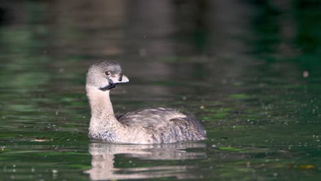 Pied-billed-Grebe-swimming-in-river-in-search-of-food