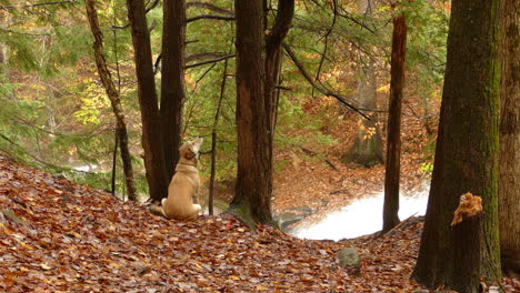 A-dog,-a-labrador-sits-in-a-forest,-next-to-a-waterfall