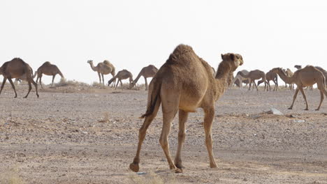Un-Gran-Camello-De-Una-Joroba-Caminando-Detrás-De-Su-Rebaño-En-El-Desierto