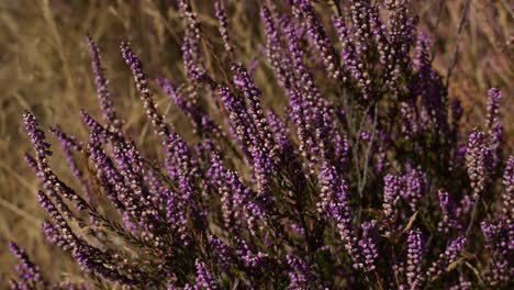 Static-shot-of-clump-of-flowering-purple-heather-in-wild-nature