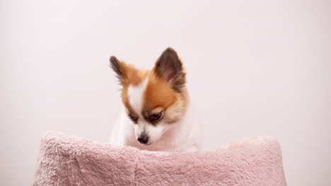 Close-up-footage-of-a-happy-tiny-fawn-and-white-dog-puppy-relaxing-on-a-pink-mat-against-a-pink-wall