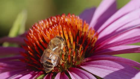 Honigbiene-Bestäubt-Eine-Gemeine-Nieskrautblume-Auf-Einem-Feld