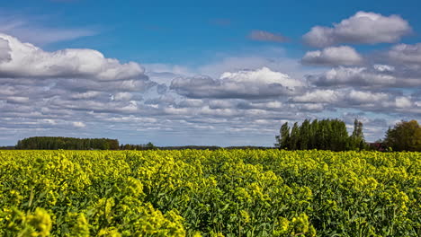 Timelapse-of-amazing-landscape-with-mustard-field
