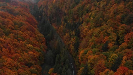 Tilt-up-aerial-of-a-forest-road-with-orange-fall-colors,-reveal-shot