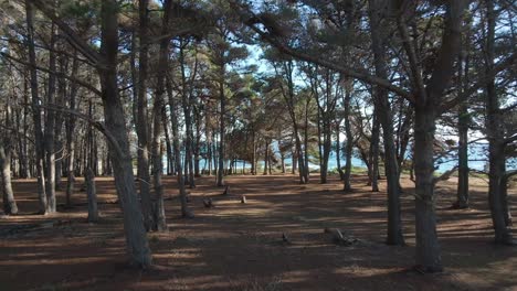 Pine-forest-on-a-cinematic-shoot-with-aerial-drone-on-the-beach-of-el-Canelo-on-Algarrobo,-quinta-región-de-San-Antonio,-Chile,-Febuary-2022