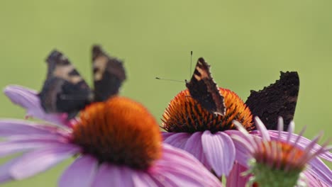 Flock-of-four-butterflies-eating-Nectar-From-orange-Coneflower---macro-static-shot