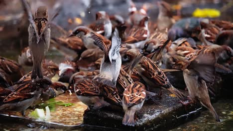 Flock-of-sparrows-drinking-water-and-eating-in-slow-motion-in-a-park