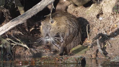 Single-Nutria-Myocastor-Coypus-cleaning-their-fur-at-the-entrance-to-den