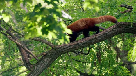 Panda-Rojo---Ailurus-Fulgens-Caminando-Y-Escalando-En-Un-Tronco-De-árbol-De-Acacia-En-El-Bosque---Vista-De-Perfil-De-Seguimiento