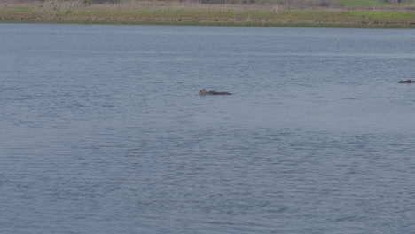 Otter-Schweben-Friedlich-In-Moss-Landing-Harbor,-Kalifornien