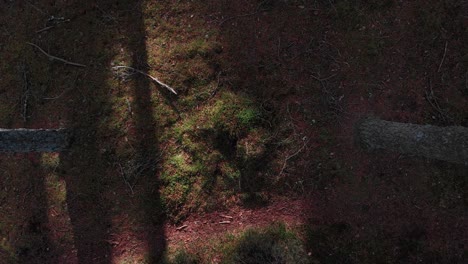 Luftaufnahme-Des-Waldbodens-Mit-Sonne,-Die-Durch-Die-Bäume-Scheint