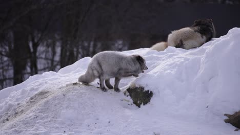 arctic-fox-licks-snow-and-climbs-hill-to-den