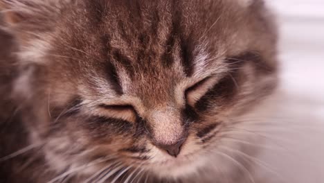 Kleines-Kätzchen-Maine-Coon-Katze-Süß-Schlafend-Still