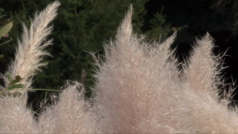 Pampas-grass-in-the-form-of-white-fur-with-shades-of-brown-that-contrasts-with-the-green-background-of-the-trees