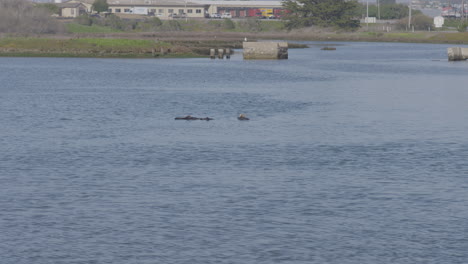 Slow-motion-shot-of-otters-floating-on-their-backs-in-the-Moss-Landing-Harbor-California