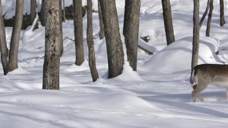 deer-walking-winter-trail-side-profile-cute