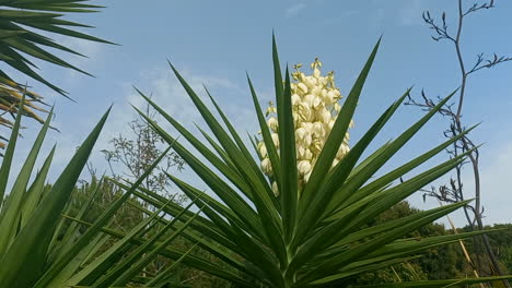 Imagen-De-Una-Planta-De-Yuca-Con-Flores-Amarillas-Con-Sus-Hojas-Alargadas,-Puntiagudas-Y-En-Forma-De-Espada