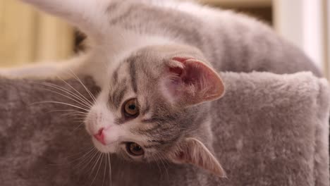 Little-Cute-Silver-Kitten-Lying-on-the-side