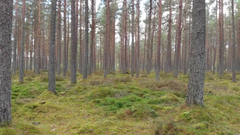 Drone-flying-through-pine-forest-at-low-altitude-close-to-the-moss-covered-ground