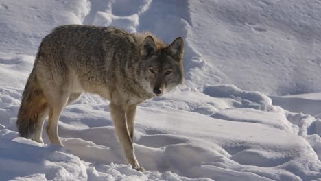 coyote-on-winter-path-closeup-slomo