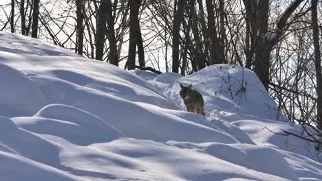 coyote-walks-down-path-to-patrol-while-others-rest-winter-forest