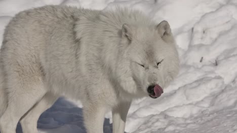 Polarwolf-Leckt-Sich-Langsam-Die-Lippen