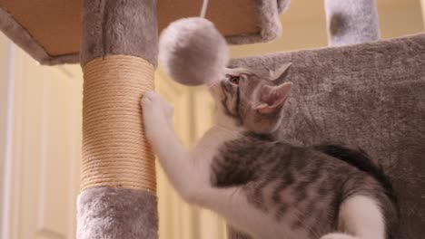 Little-Silver-Tabby-Kitten-Cat-playing-hair-ball-on-cattree