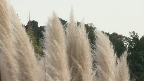 Pampas-grass-or-Cortaderia-selloana-with-its-white-and-quite-tall-female-plumes-move-with-the-wind