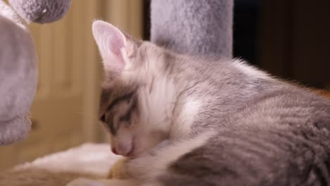 Silver-Shorthair-Little-Small-Kitten-Cat-Licking