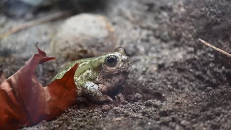 hand-held-shot-of-a-frog-resting-next-to-a-brown-leaf