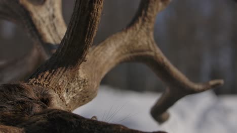 elk-bull-male-antlers-closeup-details-winter