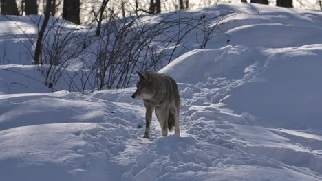 Coyote-Zu-Fuß-Verschneiter-Pulverpfad-Auf-Sie-Zu