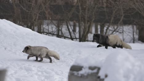 arctic-foxes-climb-winter-hill-trail-slomo