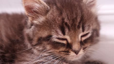 Lazy-little-green-tabby-maincoon-kitten-cat-falling-asleep