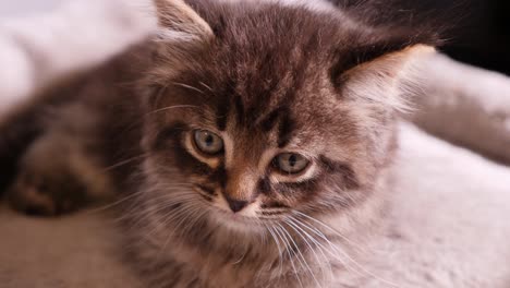 Little-Cute-Mainecoon-kitten-boy-looking-at-camera-fluffy