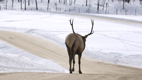 bull-elk-walking-down-winter-road-calmly