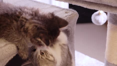 two-funny-cute-little-kitten-playing-with-each-other-on-cat-tree