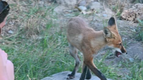 Slowmotion-shot-of-a-red-fox-taking-food-out-of-a-young-woman's-hand