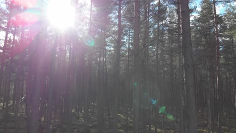 Drone-flying-between-pine-trees-in-the-forest,-camera-tilting-up-towards-the-sun