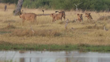 Zwei-Löwen,-Die-Sich-Strecken-Und-Vom-Stolz-Neben-Dem-Khwai-fluss,-Botswana,-Weggehen