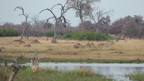 Wide-clip-of-a-pride-of-lions-turning-to-watch-distant-prey-as-two-birds-take-flight,-Khwai,-Botswana