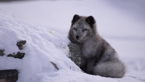 arctic-fox-is-getting-sleepy-outside-of-winter-den