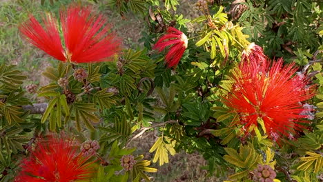 A-beautiful-Calliandra-plant,-with-four-red-flowers,-contrasting-with-the-green-and-yellow-leaves