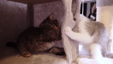 two-little-kitten-happy-cute-adorable-cats-fighting-each-other-in-cattree