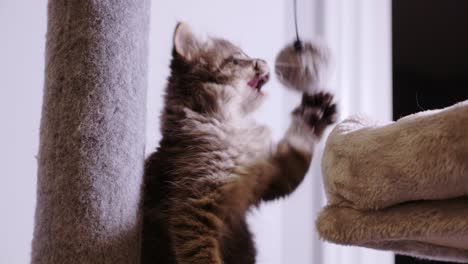 little-mainecoon-kitten-cat-playing-boxing-hair-ball-on-cat-tree